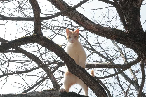 これはカワイイ　アンティーク『戦車に乗ったバリ猫ちゃん』ねこ/ネコ/木製/置物 絶賛》木彫り「バリ猫(バリネコ)の置物」｜《公式》Cocobari