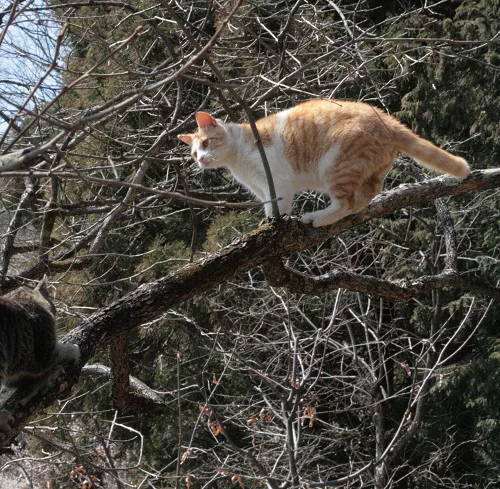 木陰の猫 ミカンの木登り！！ 可愛いだけじゃニャーイ！のよ、縁側ネコはねっ