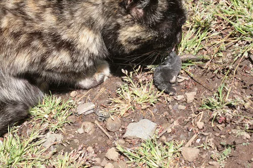 春は狩りの季節の巻！パート２！！可愛いだけじゃニャーイ！のよ、縁側 