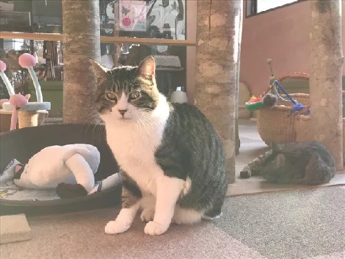 頼りになるお姉さん猫 ツヤツヤ ピカピカ りこちゃん ーもりねこ 今月の推しニャン にゃんこマガジン