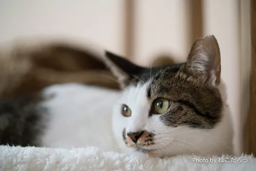 2カ月で9匹の仔猫を育てた母猫 家族になった保護猫たち にゃんこマガジン