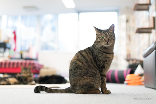 猫との距離の縮め方〜保護猫カフェに行ってみよう〜 - にゃんこマガジン