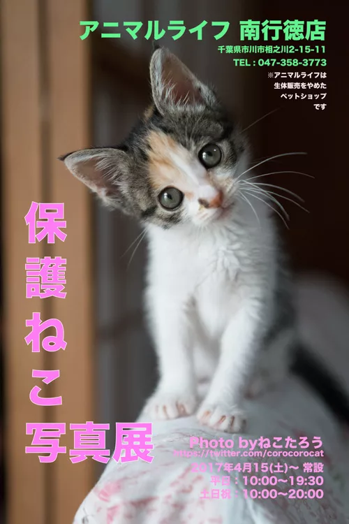僕が保護猫写真展をやる理由 - にゃんこマガジン