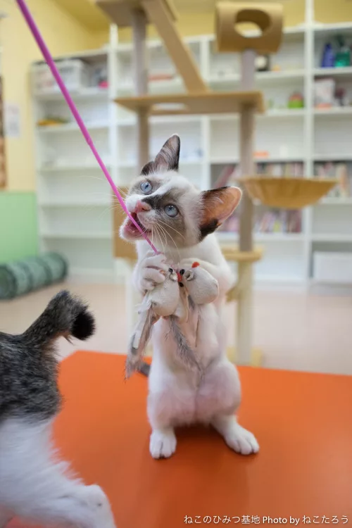 猫が集まる様子 ～ひみつの基地で猫と遊ぶ～ - にゃんこマガジン