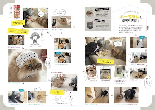 猫雑誌はどうやって作られるのか にゃんこマガジン