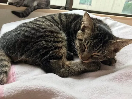 一緒に遊んだあの子はいるかな もりねこシール新柄登場 にゃんこマガジン