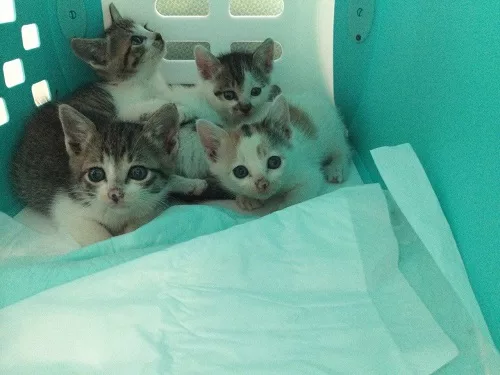 子猫を保護したらu2026受けて安心、健康診断 - にゃんこマガジン