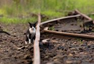 【イベント情報】「鉄道」「猫と鉄道」の２つのコンセプトからなる写真展開催