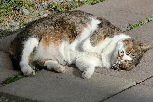保護猫がもたらす社会的メリット にゃんこマガジン