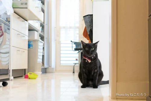 兄弟でもまったく違う性格のクロネコ兄弟 家族になった保護猫たち にゃんこマガジン