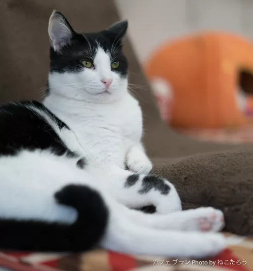 膝乗り猫ミチコのいるカフェブラン再び ねこ親さん募集中 にゃんこマガジン