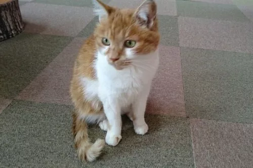 穏やかで落ち着いたお姉さん猫、よもぎちゃん - にゃんこマガジン