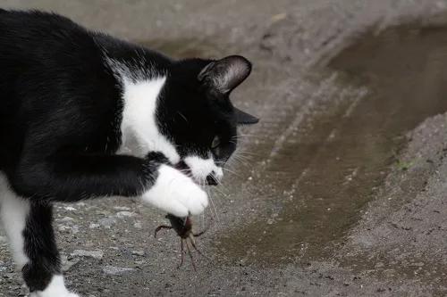 猫蟹合戦 の巻 可愛いだけじゃニャーイ のよ 縁側ネコはねっ にゃんこマガジン