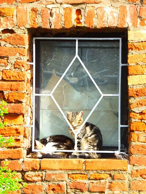 猫と暮らし、猫を創る。—イタリアの自由猫(gatto libero)— - にゃんこ