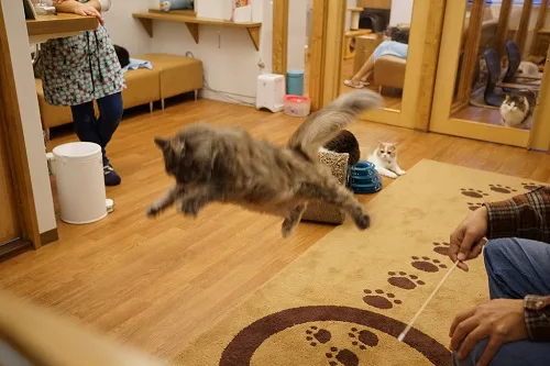 猫カフェ経営について思うこと にゃんこマガジン