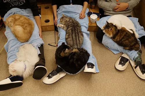 猫カフェ経営について思うこと。 - にゃんこマガジン