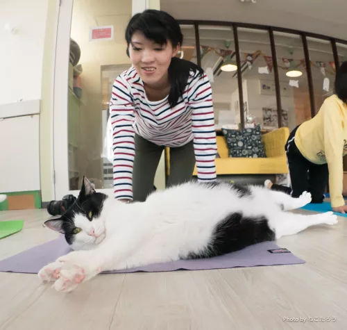 保護猫カフェでネコヨガ 〜のび猫ストレッチで猫になる〜 - にゃんこ 