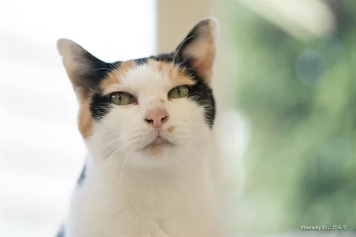 保護猫カフェでネコヨガ のび猫ストレッチで猫になる にゃんこマガジン