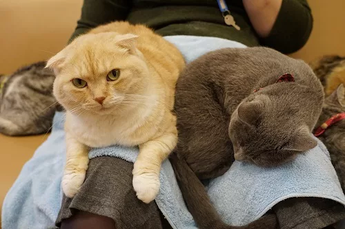 猫カフェ経営について思うこと。 - にゃんこマガジン