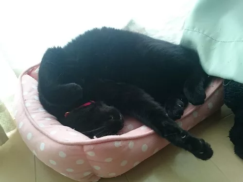 ジジが家族になった日−黒猫大家奮闘記 5 - にゃんこマガジン