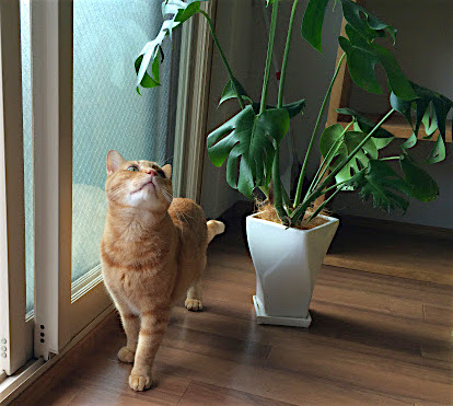猫には危険 お花に観葉植物 家庭内の誤食を防ごう にゃんこマガジン