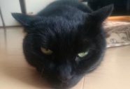 猫好きの貴方へ−黒猫大家奮闘記 7