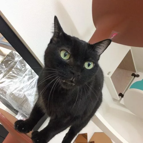 17年度の卒業生一挙ご紹介 前編 猫の館me にゃんこマガジン