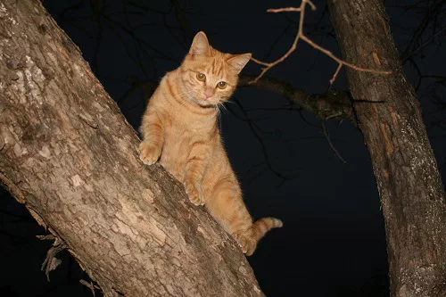 夜は本気の巻！！可愛いだけじゃニャーイ！のよ、縁側ネコはねっ