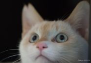 猫の目の奥にある反射板「タペタム」−猫はなぜ夜目がきく？