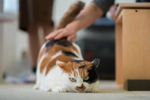 おむすび」でだんだん人に慣れていく様子を見る - にゃんこマガジン