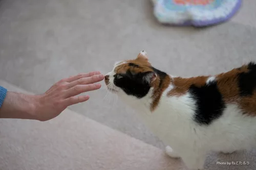 おむすび」でだんだん人に慣れていく様子を見る - にゃんこマガジン