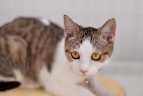 猫もひとも幸せになりたいニャ。−多頭飼育崩壊という罪− - にゃんこ
