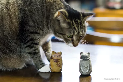 猫のひげはなぜ落ちる - にゃんこマガジン