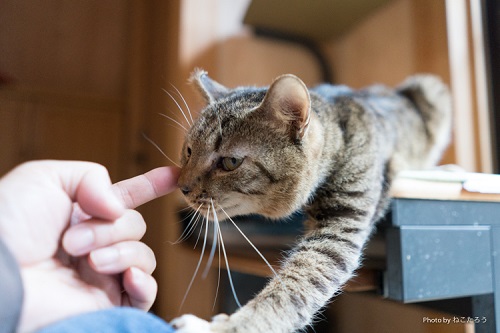 猫の魅力は写真だけでは伝わらない にゃんこマガジン