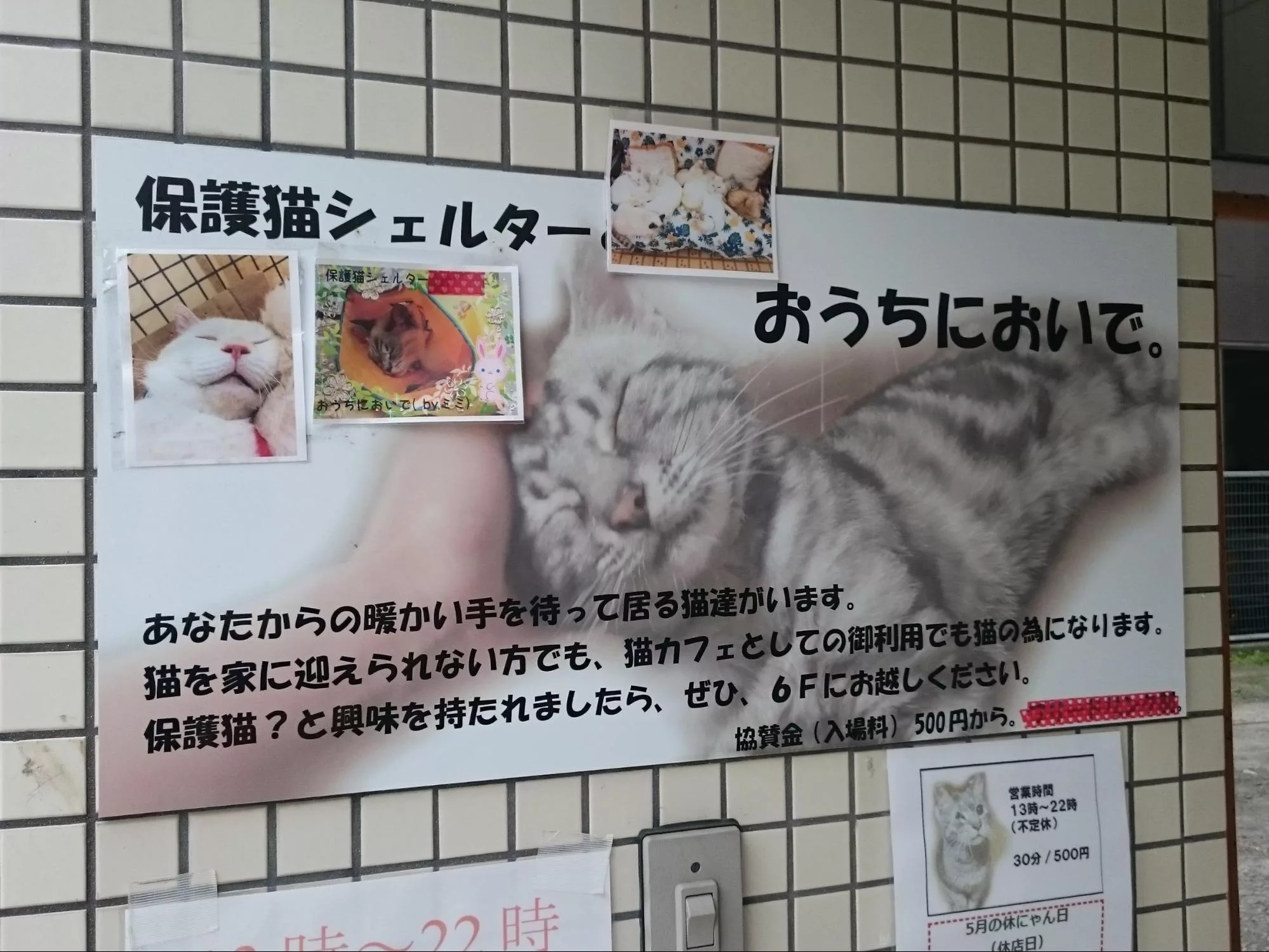 仙台の保護猫シェルター おうちにおいで にゃんこマガジン