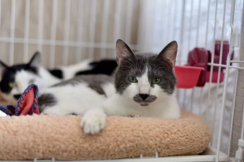 もりねこ界のニャンボルギーニ！！ 5Fのユキオくん - にゃんこマガジン