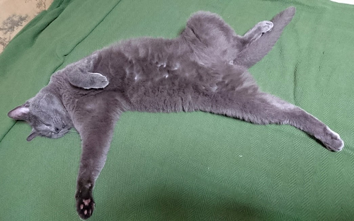 ワガママおやじ猫がもたらしてくれたもの - にゃんこマガジン