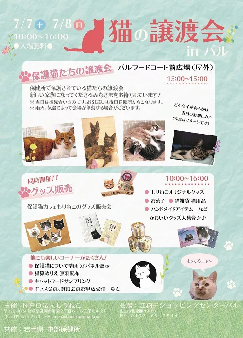 目指せ保護猫の地産地消！−北上市で「保健所ねこ」の譲渡会 