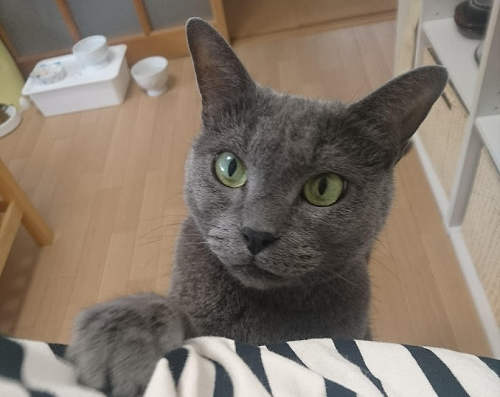ワガママおやじ猫がもたらしてくれたもの - にゃんこマガジン