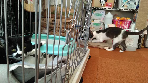 もりねこ界のニャンボルギーニ！！ 5Fのユキオくん - にゃんこマガジン