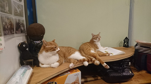 猫おやじ様 ワガママおやじ猫がもたらしてくれたもの - にゃんこマガジン