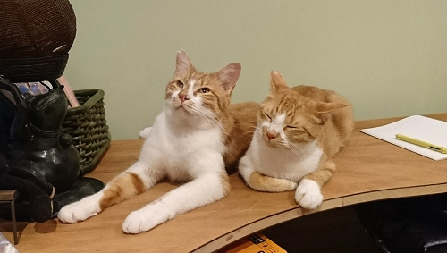 ワガママおやじ猫がもたらしてくれたもの - にゃんこマガジン