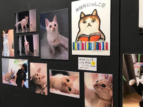ねこたろうページ にゃんこ堂×ねこたろう、ネコ市ネコ座で『猫と家族の写真展