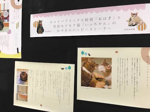にゃんこ堂×ねこたろう、ネコ市ネコ座で『猫と家族の写真展