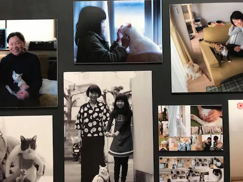 にゃんこ堂×ねこたろう、ネコ市ネコ座で『猫と家族の写真展
