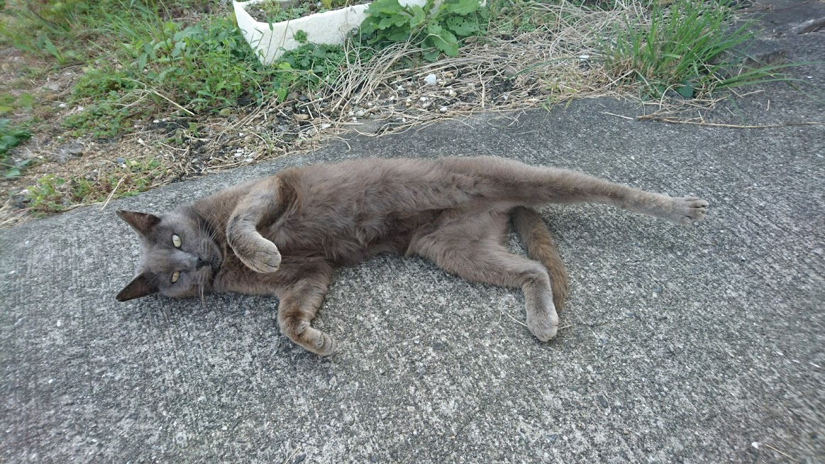 となりの猫が住み着いた ～まさか！イルカさんの本名～ - にゃんこマガジン