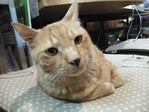 保護猫カフェ「ツキネコカフェ」レポート in 札幌（後編） - にゃんこ