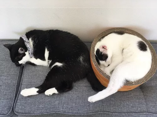 猫の譲渡会 In イオンモール盛岡南 第二弾 にゃんこマガジン