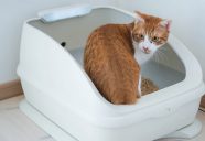 排尿・体重を自動計測−顔認証付き猫トイレ「toletta」発売へ