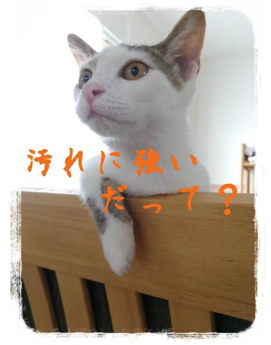 満室御礼！猫好きが集うアパート『まやちぐら』。大家の部屋で猫談義も